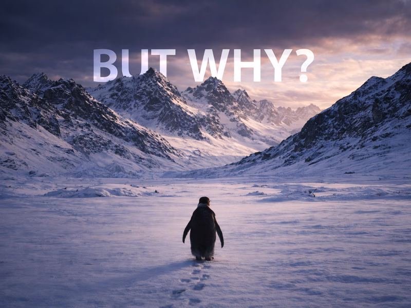 Nihilist Penguin turns burnout captions and dry existential humor into a reusable meme format TikTok trend visual